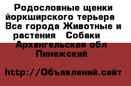 Родословные щенки йоркширского терьера - Все города Животные и растения » Собаки   . Архангельская обл.,Пинежский 